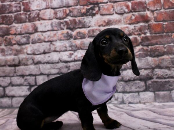 Miniature Dachshund DOG Female Black & Tan Smooth Coat 17066 Petland Wichita, Kansas