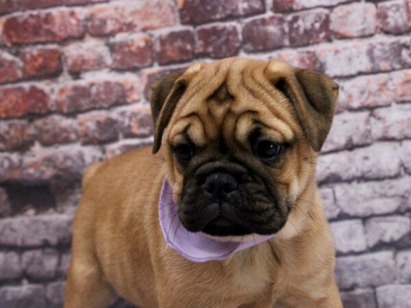 Mini Bulldog DOG Female Red Fawn w/Black Mask 17064 Petland Wichita, Kansas