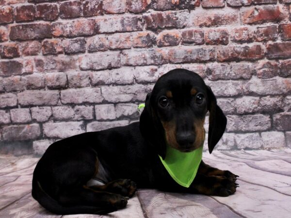 Miniature Dachshund-DOG-Male-Black & Tan Smooth Coat-17065-Petland Wichita, Kansas