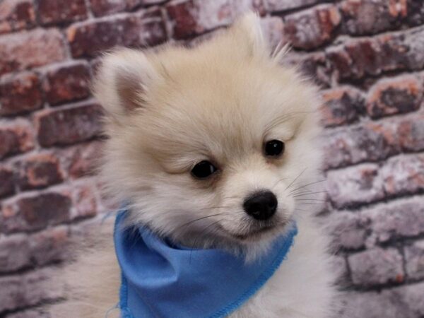 Pomeranian DOG Male Cream 17049 Petland Wichita, Kansas