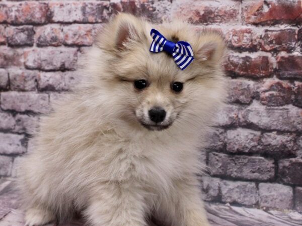 Pomeranian-DOG-Female-Cream-17050-Petland Wichita, Kansas