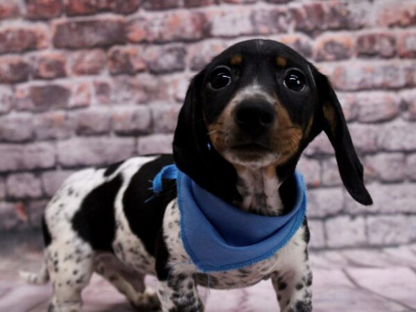 Miniature Dachshund-DOG-Male-Black Tri Piebald-17080-Petland Wichita, Kansas