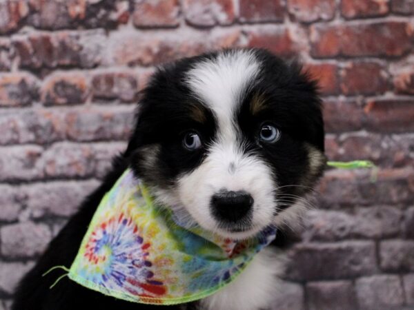 Miniature Australian Shepherd DOG Female Black Tri Color 17106 Petland Wichita, Kansas