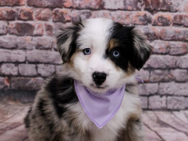 Miniature Australian Shepherd-DOG-Female-Blue Merle-17105-Petland Wichita, Kansas
