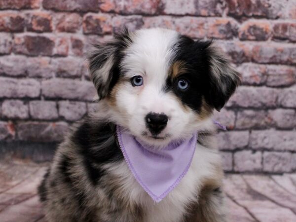 Miniature Australian Shepherd DOG Female Blue Merle 17105 Petland Wichita, Kansas