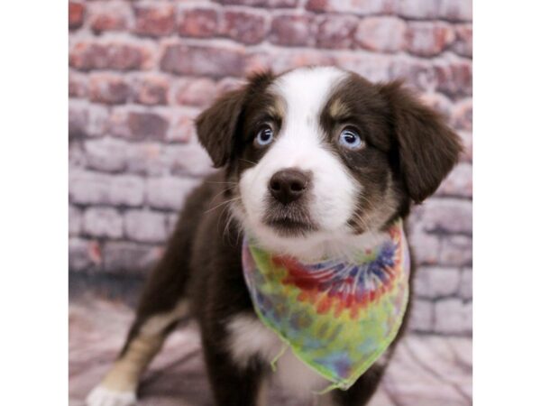 Miniature Australian Shepherd-DOG-Female-Red Tri Color-17104-Petland Wichita, Kansas