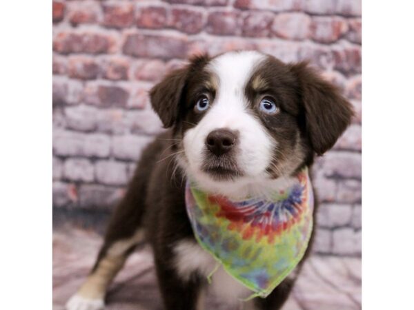 Miniature Australian Shepherd DOG Female Red Tri Color 17104 Petland Wichita, Kansas