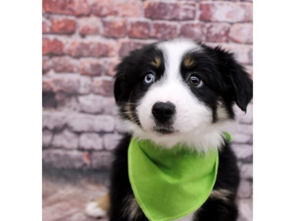 Miniature Australian Shepherd DOG Male Black Tri Color 17103 Petland Wichita, Kansas