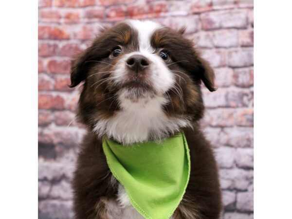 Miniature Australian Shepherd DOG Male Red Tri Color 17102 Petland Wichita, Kansas