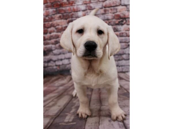 English Labrador Retriever-DOG-Male-Cream-17101-Petland Wichita, Kansas