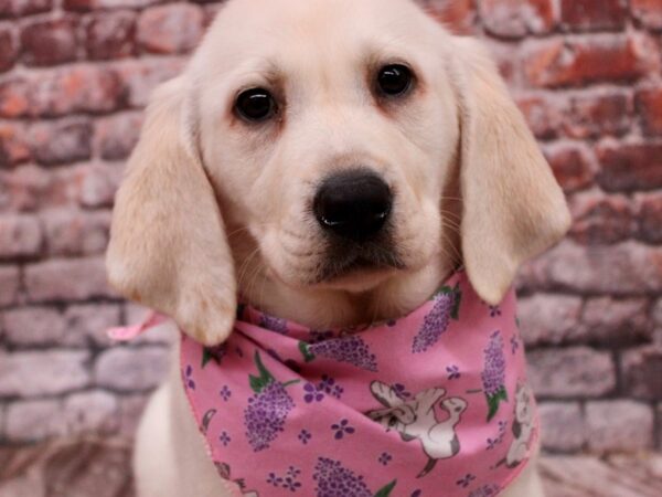 English Labrador Retriever-DOG-Female-Cream-17100-Petland Wichita, Kansas