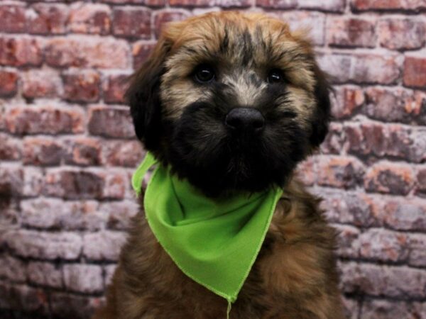 Soft Coated Wheaten Terrier DOG Male Wheaten 17098 Petland Wichita, Kansas