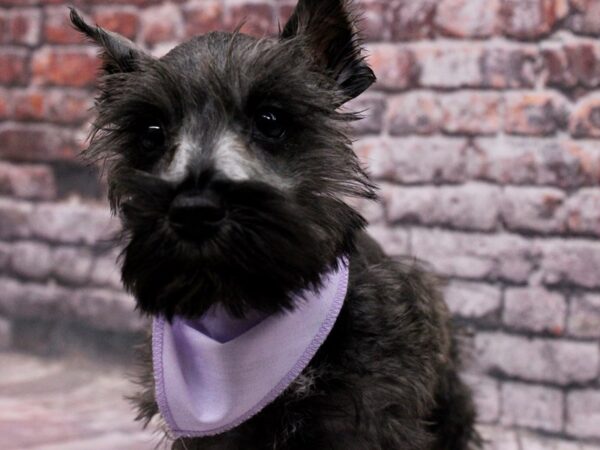 Miniature Schnauzer DOG Female Salt & Pepper 17097 Petland Wichita, Kansas