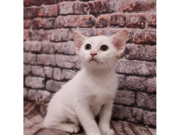 Adopt A Pet Kitten-CAT-Male-White-17094-Petland Wichita, Kansas