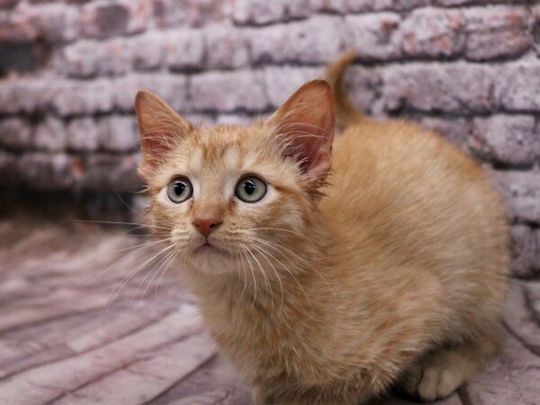 Adopt A Pet Kitten-CAT-Male-Orange Tabby-17093-Petland Wichita, Kansas