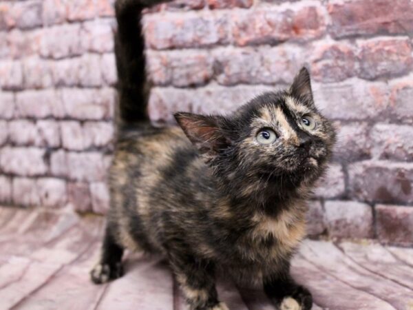 Adopt A Pet Kitten CAT Female Tortoiseshell 17092 Petland Wichita, Kansas