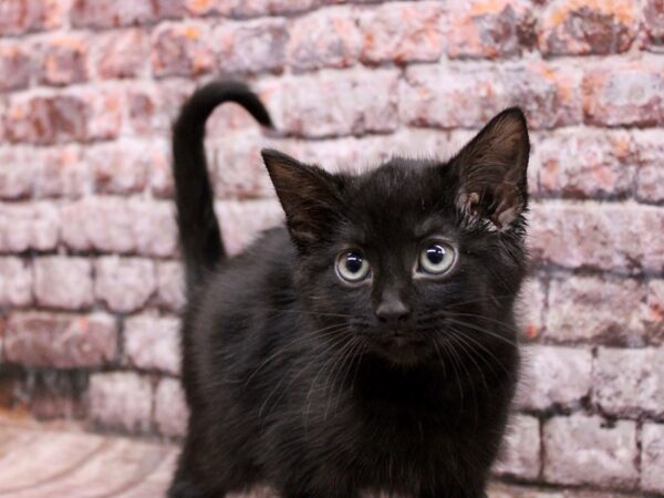 Adopt A Pet Kitten CAT Female Black 17091 Petland Wichita, Kansas