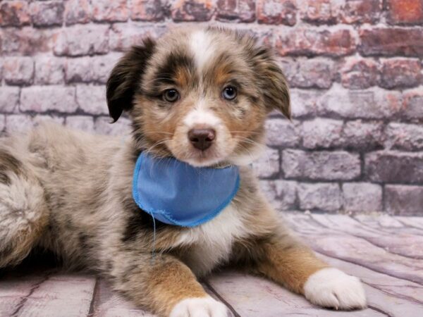 Toy Australian Shepherd DOG Male Red Merle 17090 Petland Wichita, Kansas