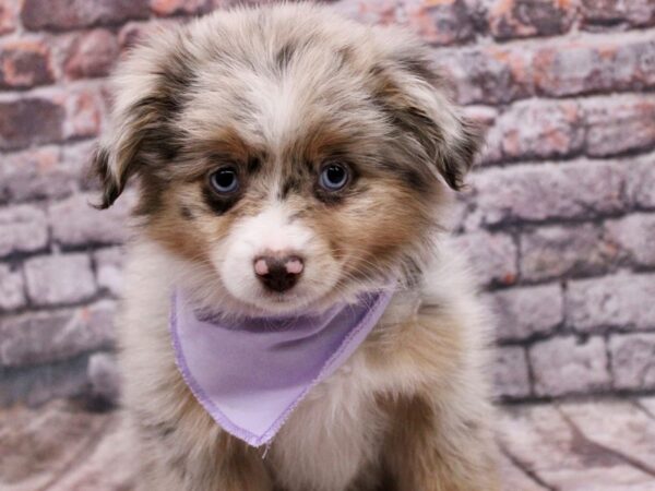 Toy Australian Shepherd DOG Female Red Merle 17089 Petland Wichita, Kansas