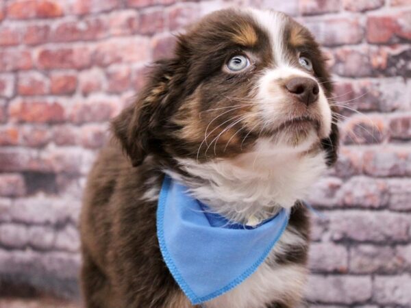 Toy Australian Shepherd DOG Male Red Tri Color 17087 Petland Wichita, Kansas