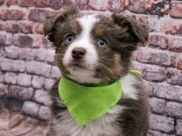 Toy Australian Shepherd DOG Male Blue Tri Color 17086 Petland Wichita, Kansas