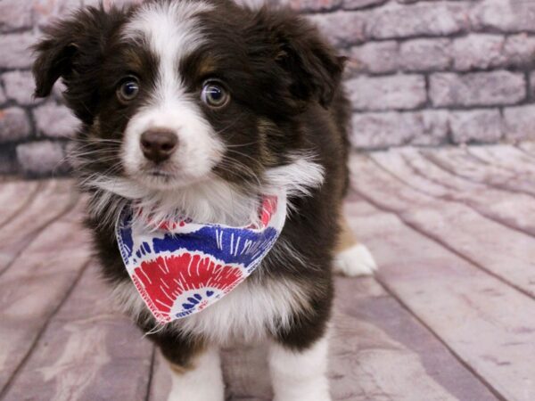 Toy Australian Shepherd DOG Male Red Tri Color 17085 Petland Wichita, Kansas