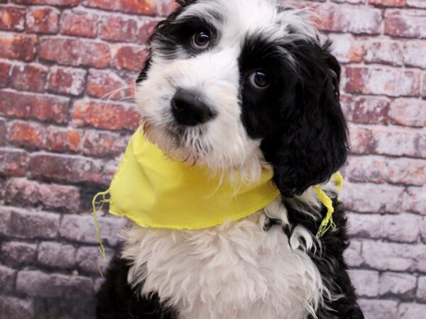 Bernedoodle DOG Female Black & White Tuxedo 17076 Petland Wichita, Kansas