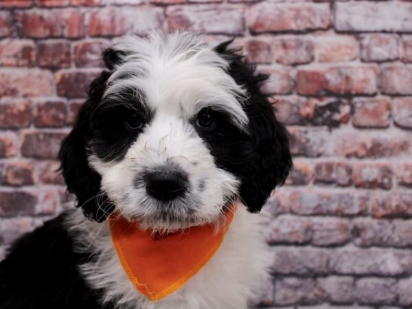 Bernedoodle DOG Male Black & White Tuxedo 17075 Petland Wichita, Kansas