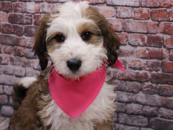 Bernedoodle-DOG-Female-Sable & White Tuxedo-17073-Petland Wichita, Kansas