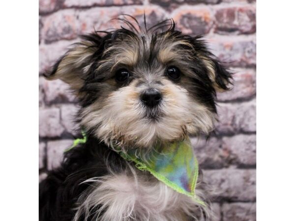 Morkie DOG Female Black & Tan 17059 Petland Wichita, Kansas