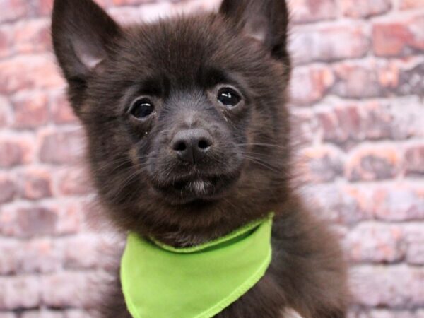 Pomsky 2nd Gen-DOG-Male-Black w/ White-17017-Petland Wichita, Kansas