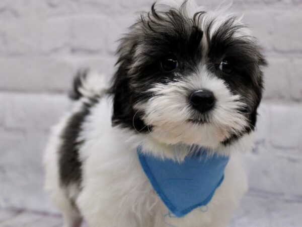 Coton De Tulear DOG Male Gold & White 17113 Petland Wichita, Kansas