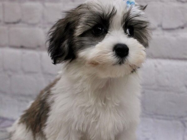 Coton De Tulear-DOG-Female-Gold & White-17114-Petland Wichita, Kansas