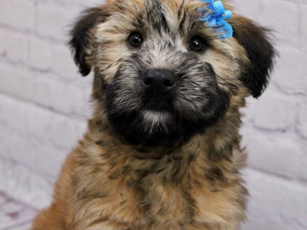 Soft Coated Wheaten Terrier DOG Female Wheaten 17099 Petland Wichita, Kansas