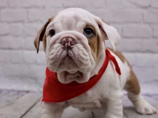 English Bulldog DOG Male Red & White 17108 Petland Wichita, Kansas