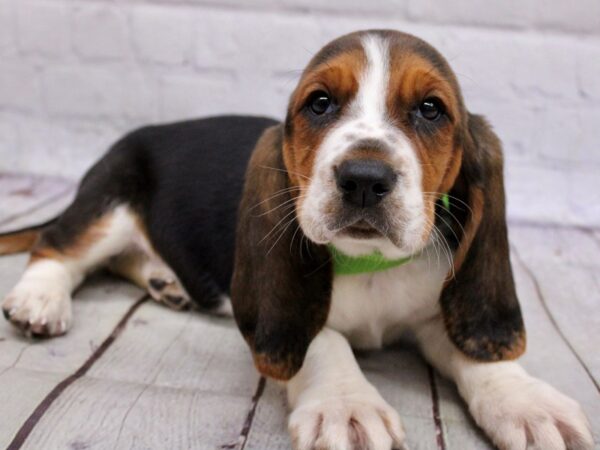 Basset Hound DOG Male Tri 17110 Petland Wichita, Kansas