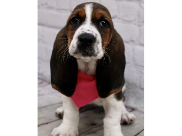 Basset Hound DOG Female Tri 17111 Petland Wichita, Kansas