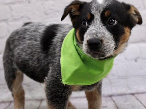 Border Heeler-DOG-Male-Blue & Red Tick-17116-Petland Wichita, Kansas