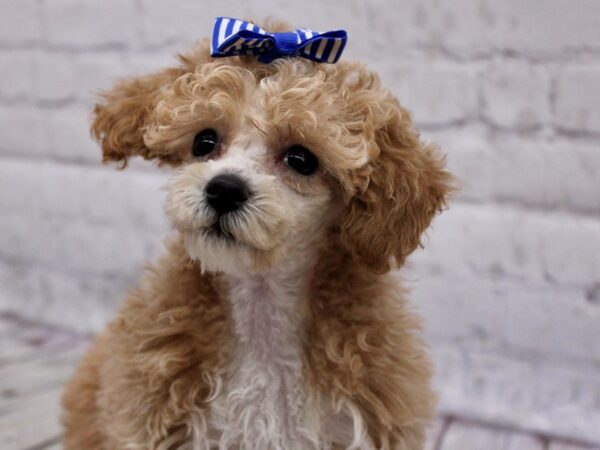 Miniature Poodle DOG Female Gold & White 17112 Petland Wichita, Kansas