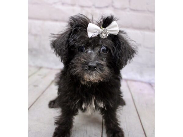 Toy Chi Poo-DOG-Female-Black-17107-Petland Wichita, Kansas