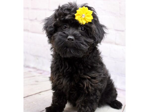 Silky Poo-DOG-Female-Black-17115-Petland Wichita, Kansas