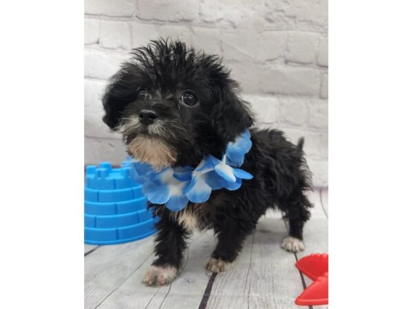 Toy Chi Poo DOG Male Black w/White 17095 Petland Wichita, Kansas