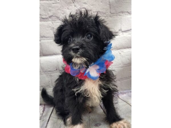 Toy Chi Poo DOG Male Black w/White 17096 Petland Wichita, Kansas