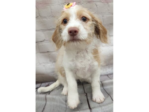 BeagleDoodle DOG Female Gold & White 17119 Petland Wichita, Kansas