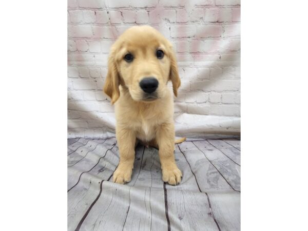 Golden Retriever DOG Male Gold 17069 Petland Wichita, Kansas