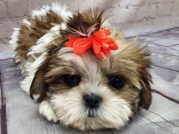 Shih Tzu DOG Female Gold & White 17118 Petland Wichita, Kansas