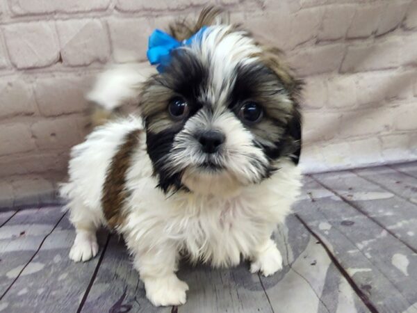 Shih Tzu DOG Male Gold & White 17117 Petland Wichita, Kansas