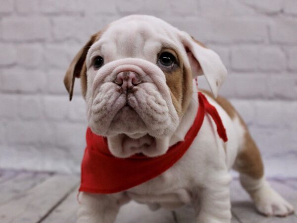 English Bulldog DOG Male White & Red Piebald 17109 Petland Wichita, Kansas