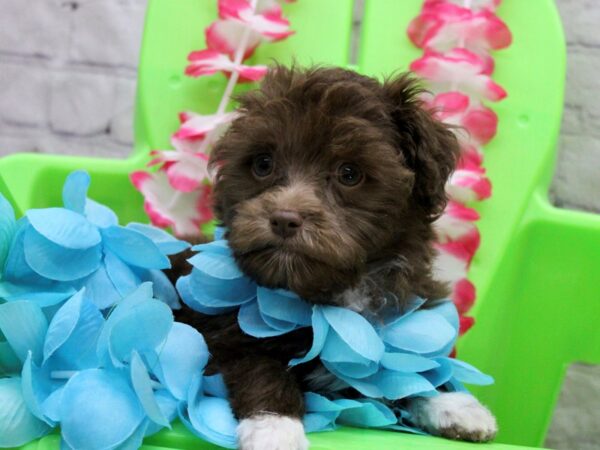 Toy YorkiePoo DOG Male Chocolate w/ White 17120 Petland Wichita, Kansas