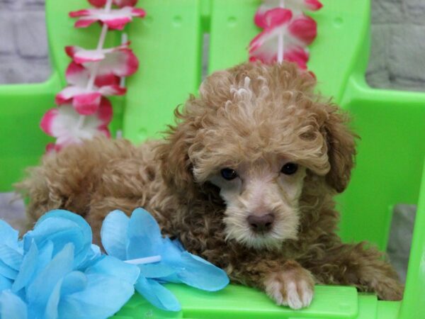 Toy Poodle DOG Male Red 17123 Petland Wichita, Kansas